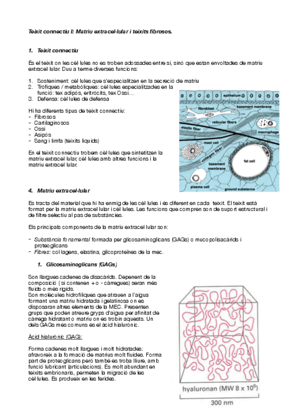 Miniatura del documento Teixit-connectiu-I.pdf