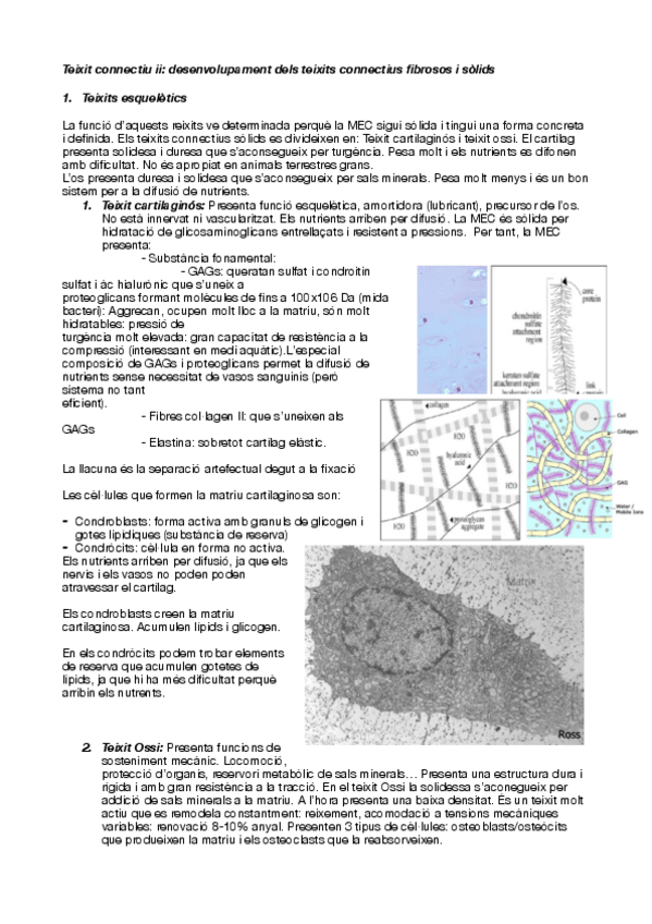 Miniatura del documento Teixit-connectiu-II.pdf