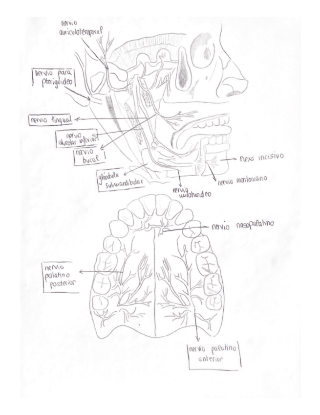 Miniatura del documento Anatomia-Cirugia-5.pdf