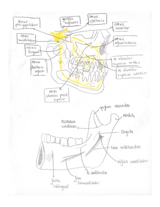 Miniatura del documento Anatomia-Cirugia-4.pdf