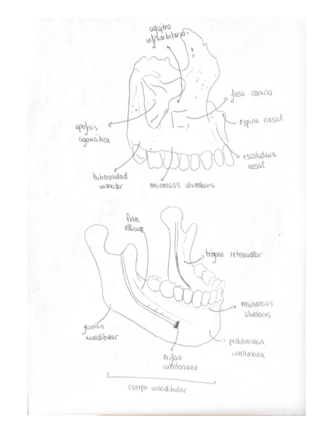 Miniatura del documento Anatomia-Cirugia-3.pdf