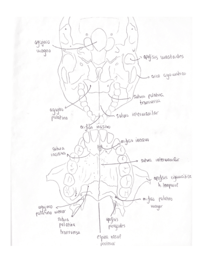 Miniatura del documento Anatomia-Cirugia-2.pdf