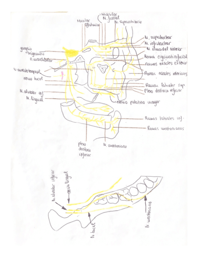 Miniatura del documento Anatomia-Cirugia.pdf