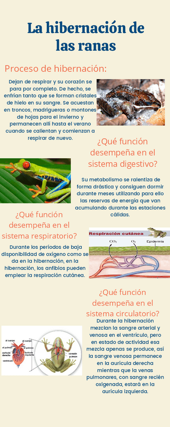 Miniatura del documento La-hibernacion-de-las-ranasJASD.pdf