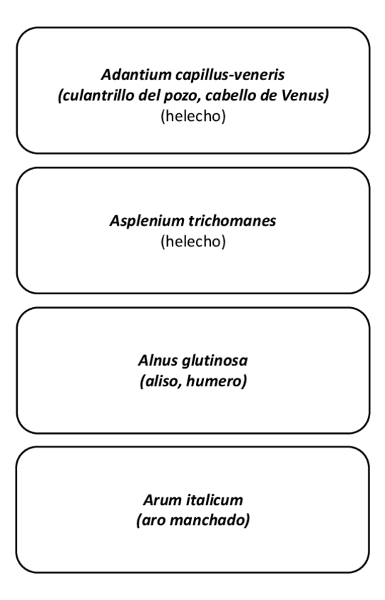 Miniatura del documento visu-botanica.pdf