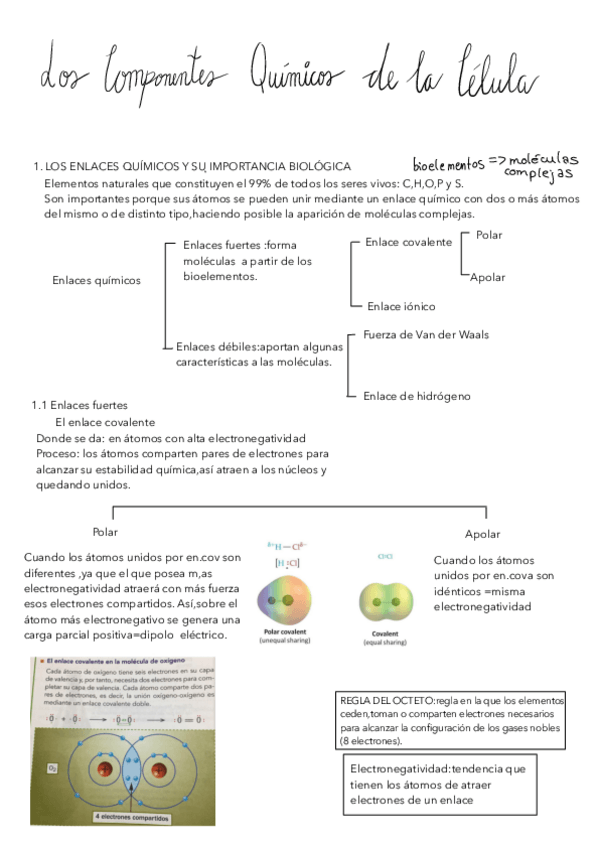 Miniatura del documento TEMA-1-COMPONENTES-QUIMICOS-DE-LA-CEL.pdf