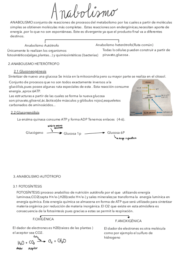 Miniatura del documento TEMA-12-ANABOLISMO.pdf