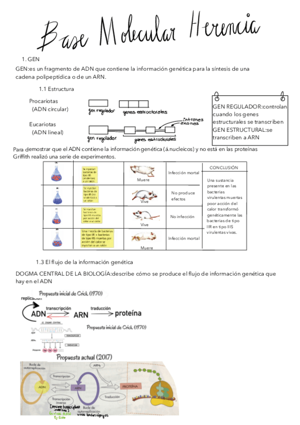 Miniatura del documento TEMA-13-BASE-MOLECULAR-DE-LA-HERENCIA.pdf
