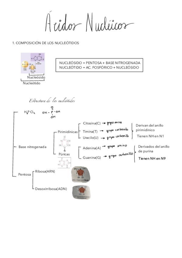 Miniatura del documento TEMA6-ACIDOS-NUCLEICOS.pdf