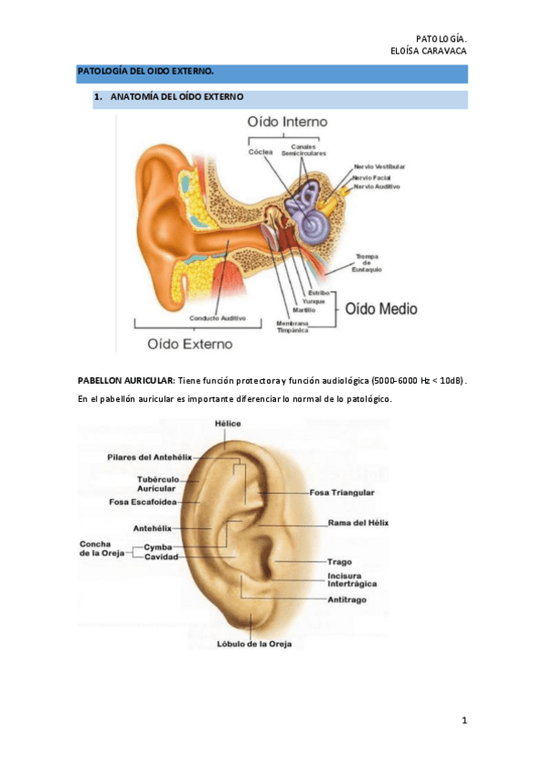 Miniatura del documento PATOLOGIA-OIDIO-EXTERNO.pdf