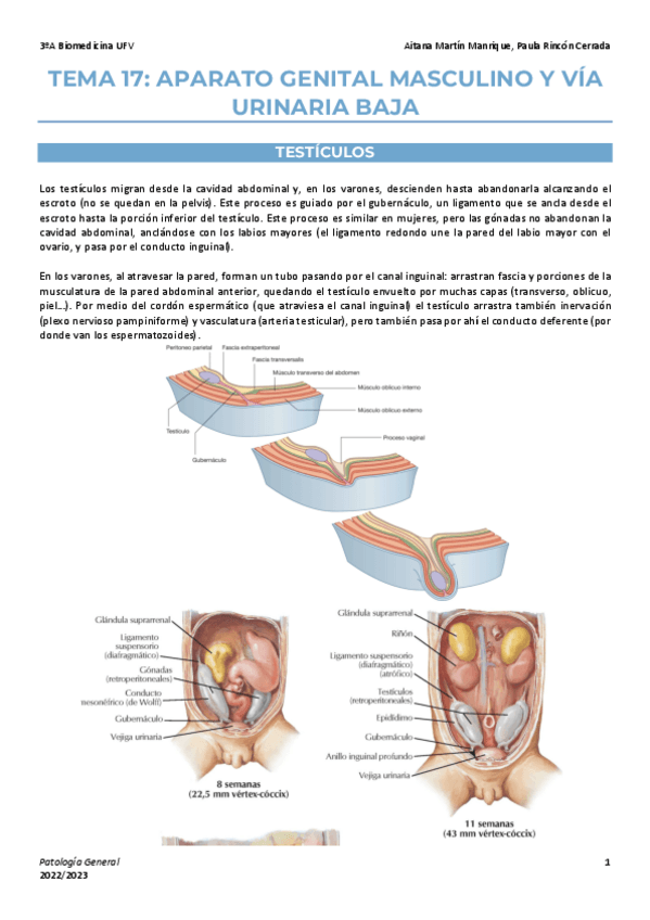 Miniatura del documento Tema-17-enf-rep-masc-via-urinaria-baja.pdf