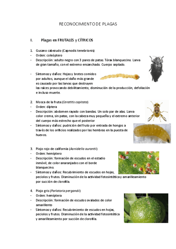 Miniatura del documento RECONOCIMIENTO-DE-PLAGAS.pdf