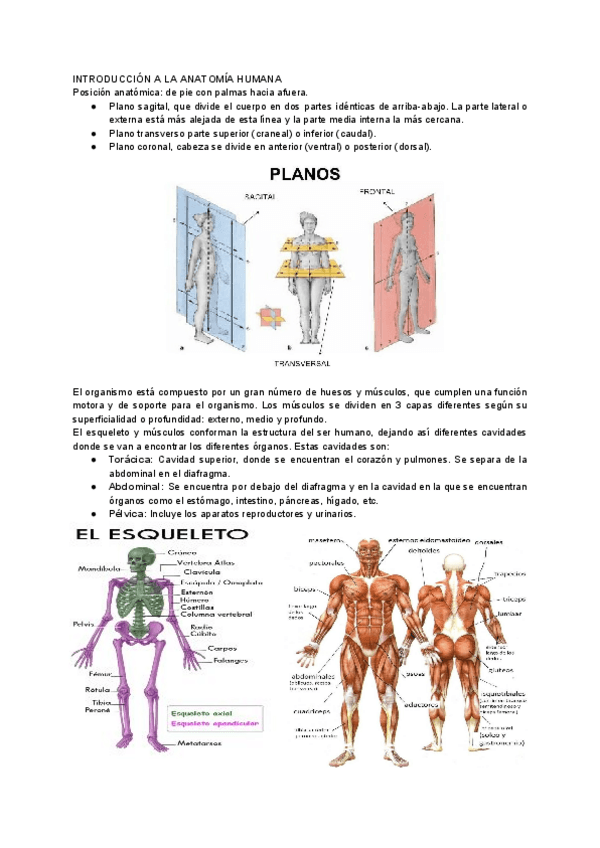 Miniatura del documento Práctica 1 Anatomía.pdf