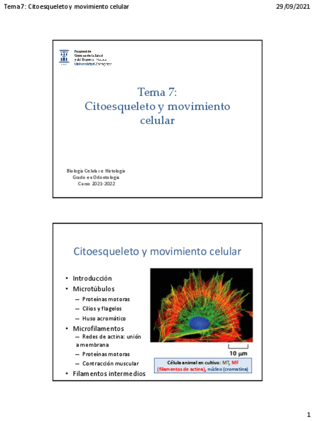 Miniatura del documento Tema-7Citoesqueleto-y-movimiento-celular-20-21.pdf