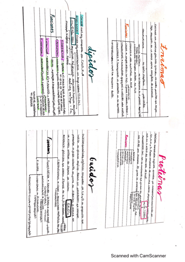 Miniatura del documento FLASHCARD-GLUCIDOS-LIPIDOS-ENZIMAS-Y-PROTEINAS.pdf
