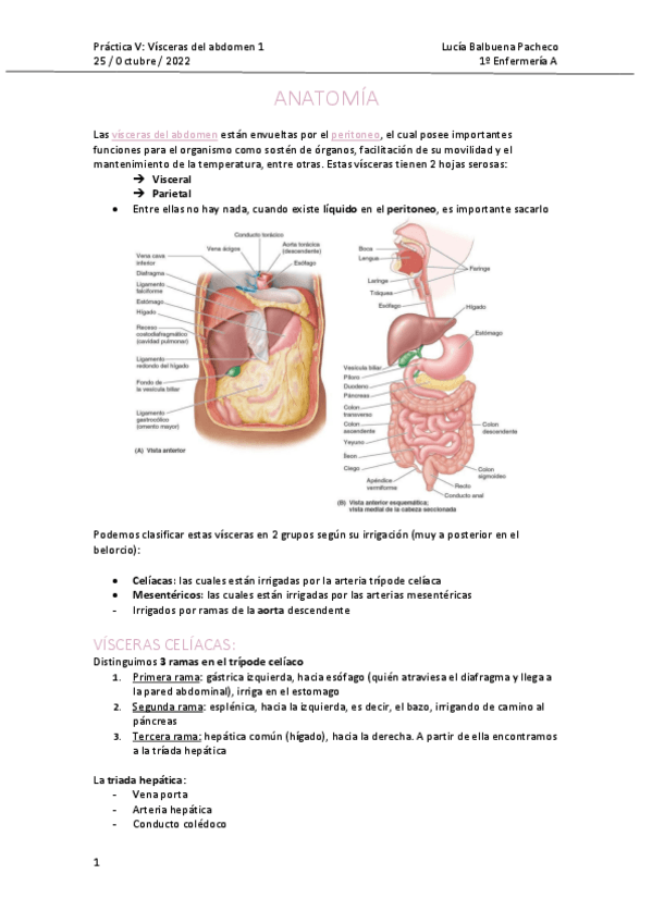 Miniatura del documento practica-v-visceras-peritoneales.pdf