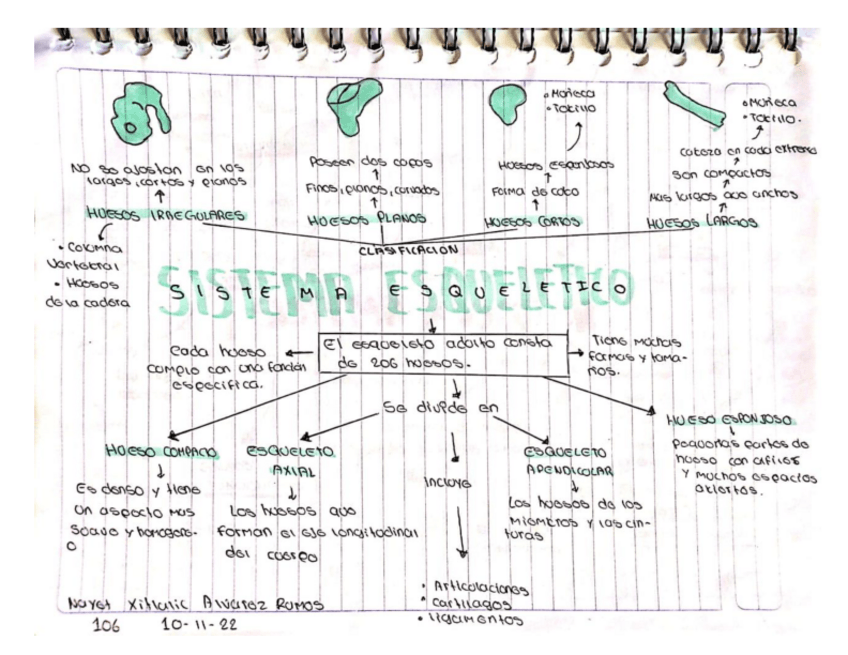 Miniatura del documento SISTEMA-ESQUELETICO.pdf