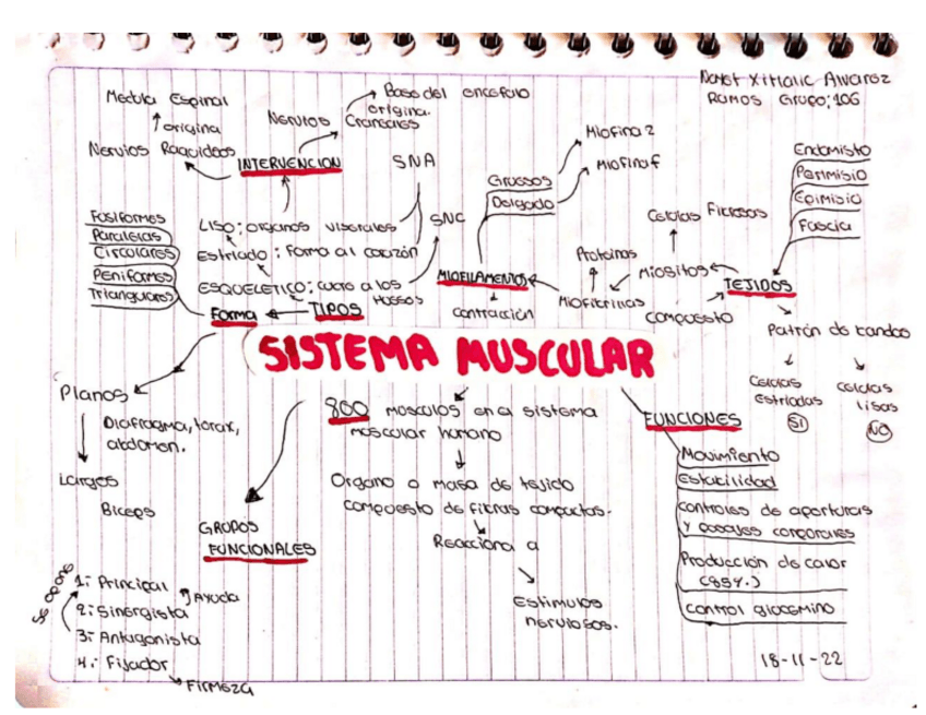 Miniatura del documento SISTEMA-MUSCULAR.pdf