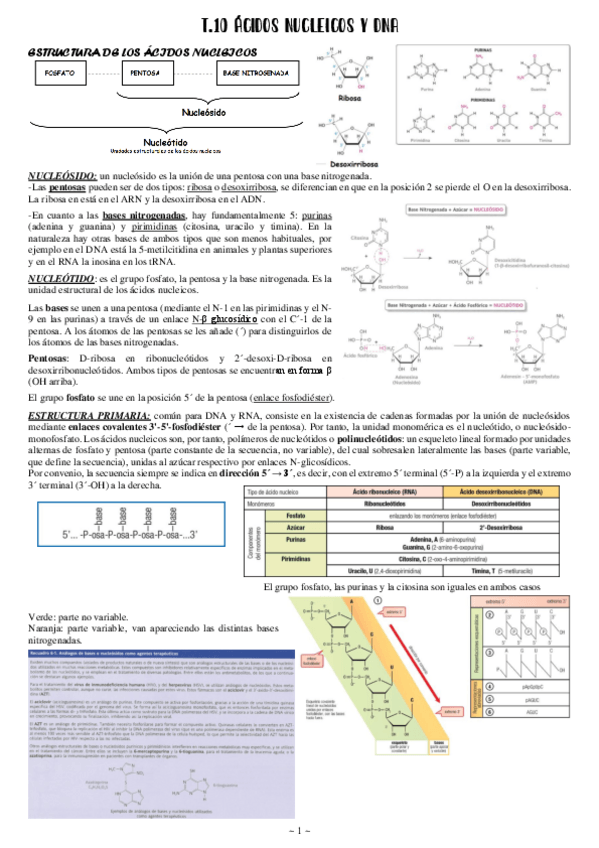 Miniatura del documento Bioquimica-teoria-T10-16.pdf