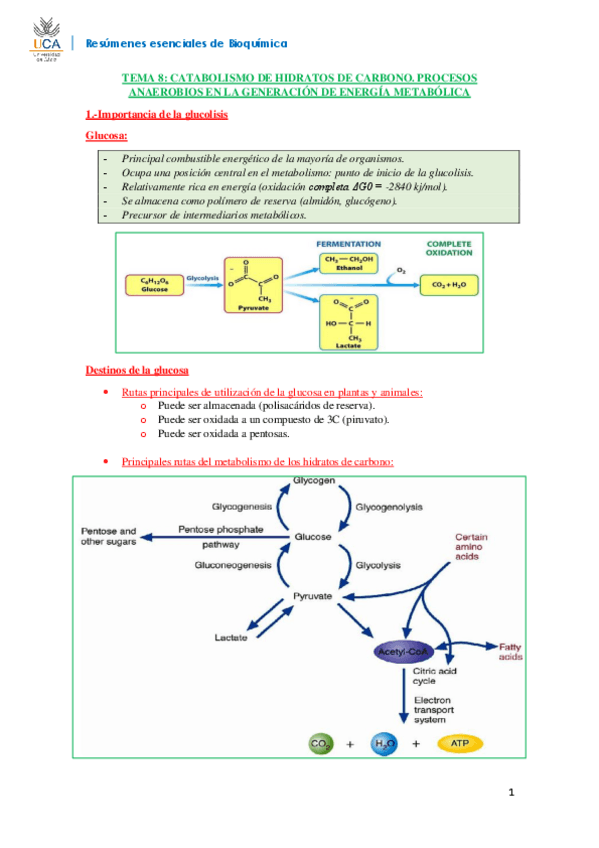 Miniatura del documento RESUMEN BIOQUÍMICA T8.pdf