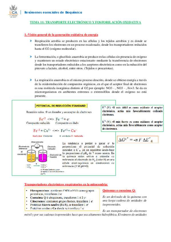 Miniatura del documento RESUMEN BIOQUÍMICA T11.pdf