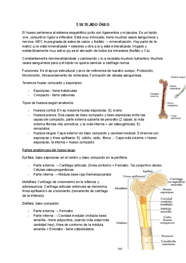 Miniatura del documento T.10-Tejido-Oseo.pdf