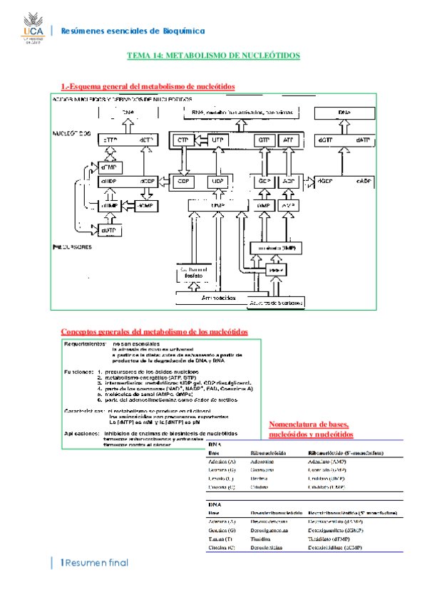 Miniatura del documento RESUMEN BIOQUÍMICA T14.pdf