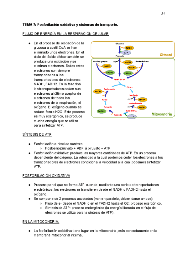 Miniatura del documento TEMA-7-Fosforilacion-oxidativa-y-sistemas-de-transporte.pdf