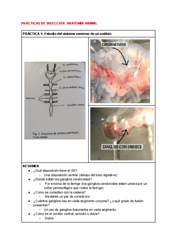 Miniatura del documento PRACTICAS-DE-DISECCION.pdf
