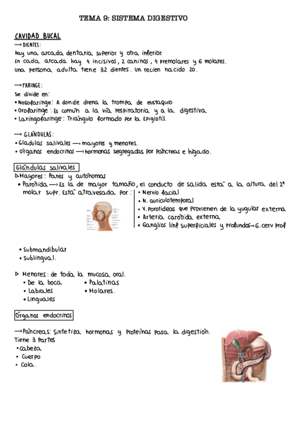 Miniatura del documento Tema-9.-Digestivo.pdf