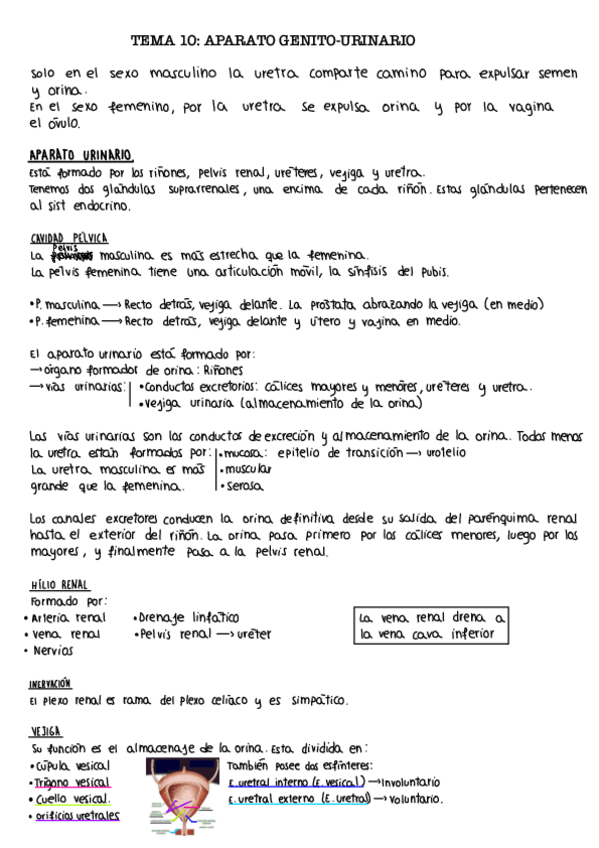 Miniatura del documento Tema-10.-Genito-urinario.pdf
