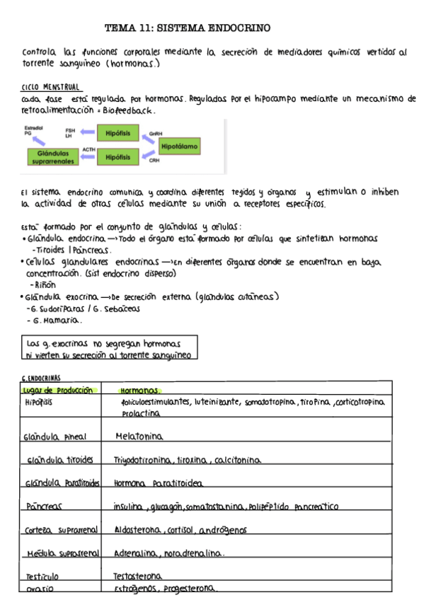 Miniatura del documento Tema-11.-Endocrino.pdf