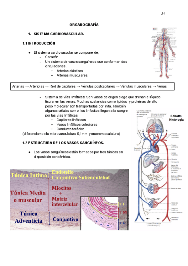 Miniatura del documento SISTEMA-CARDIOVASCULAR.pdf