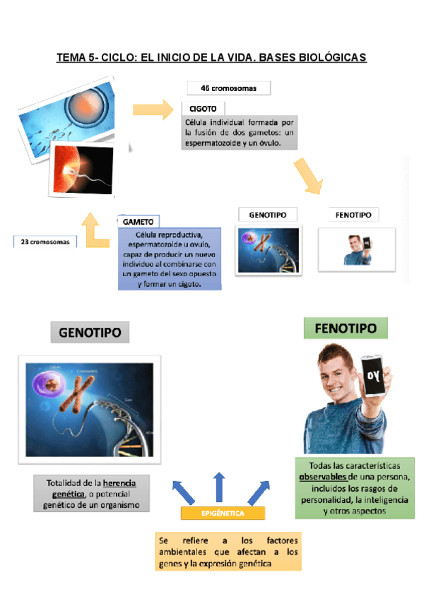 Miniatura del documento TEMA-5-CICLO.pdf