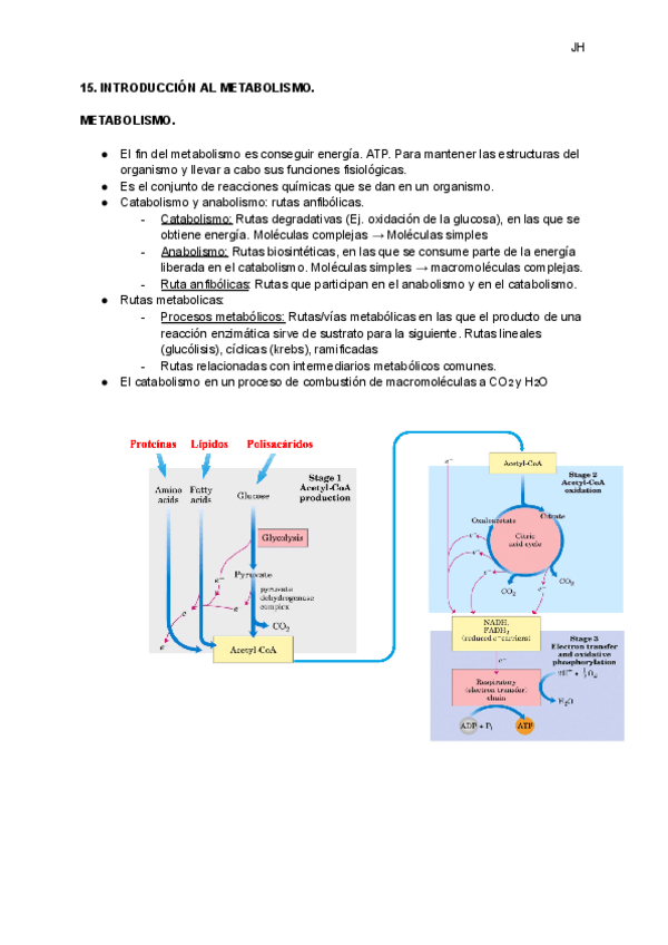 Miniatura del documento 15.-INTRODUCCION-AL-METABOLISMO..pdf