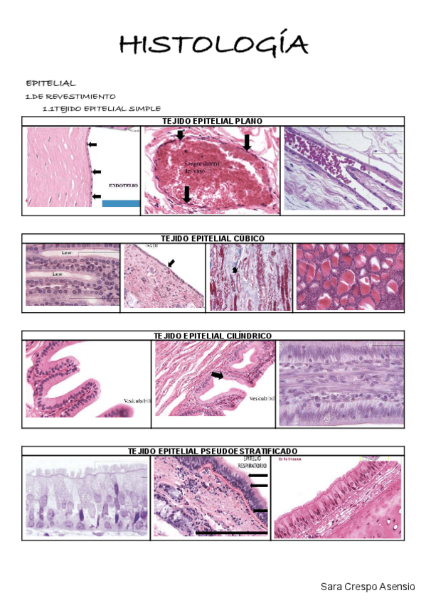 Miniatura del documento resumen-histologia-wuolah.pdf