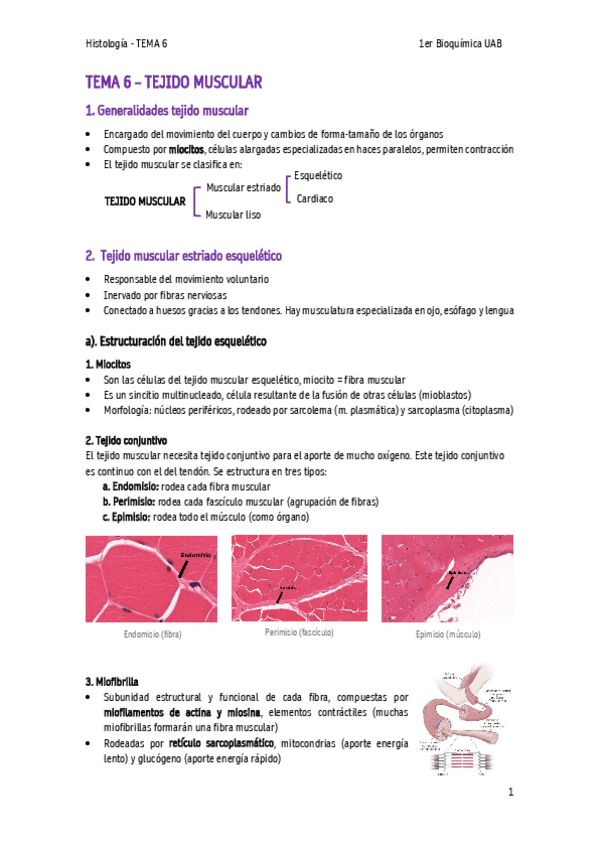 Miniatura del documento TEMA-6-Tejido-muscular.pdf