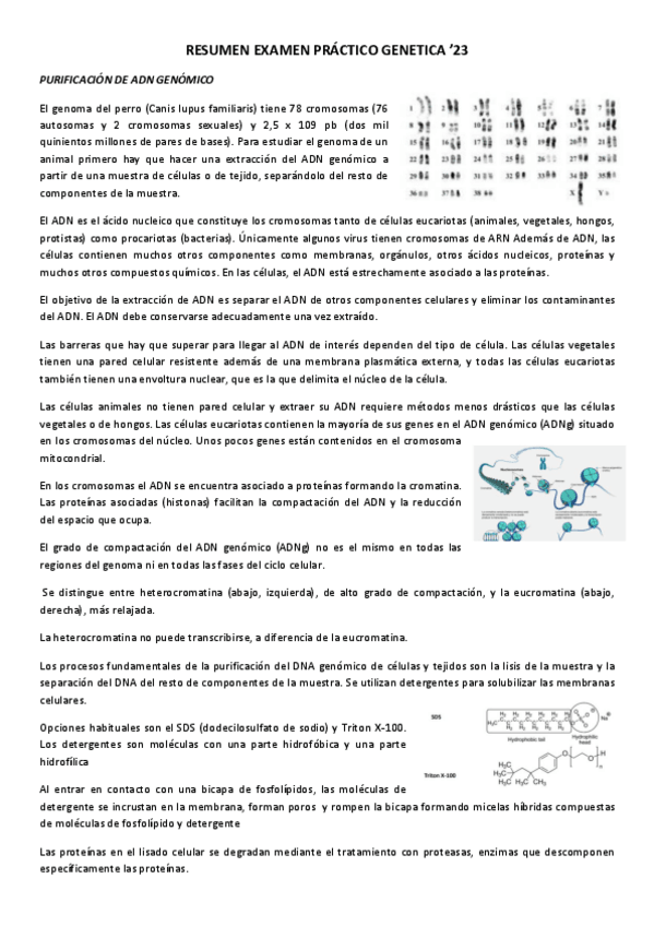 Miniatura del documento RESUMEN-EXAMEN-PRACTICO-GENETICA-23.pdf