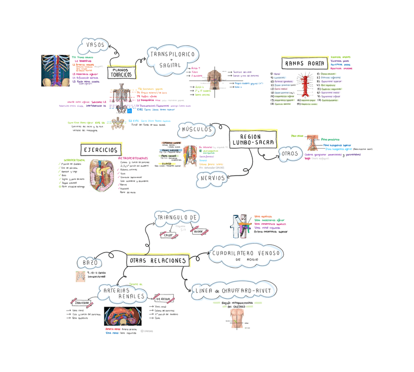 Miniatura del documento Seminario-19-ANATOMIA-TOPOGRAFICA-DE-ORGANOS-RETROPRRITONEALES.pdf