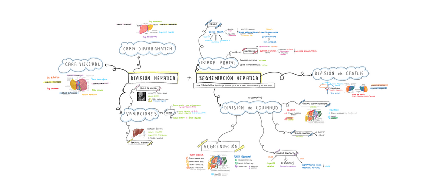 Miniatura del documento Seminario-20-SEGMENTACION-HEPATICA.pdf