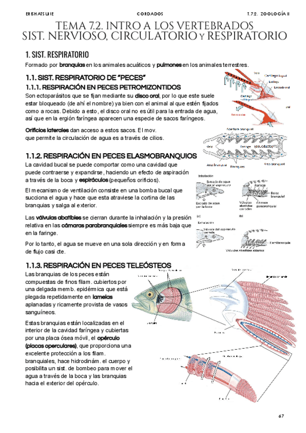 Miniatura del documento Tema-7-2-Intro-a-los-vertebrados.pdf