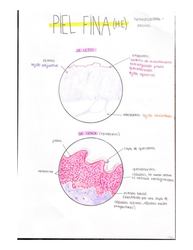 Miniatura del documento Dibujos-practica-4 histología.pdf