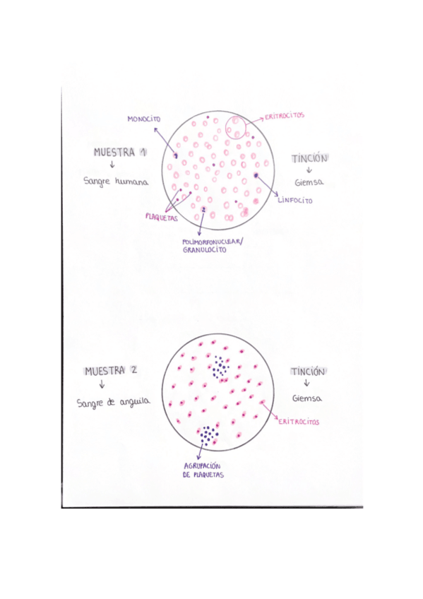 Miniatura del documento practica-2-biologia.pdf