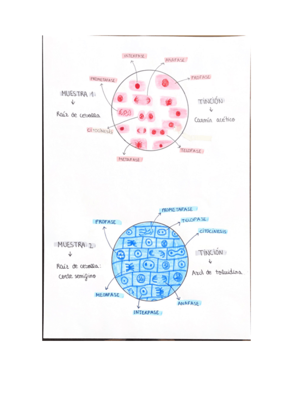 Miniatura del documento practica-3-biologia.pdf