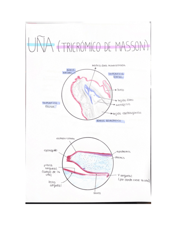 Miniatura del documento practica-UNA-histologia.pdf