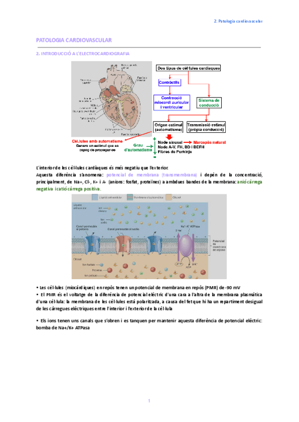Miniatura del documento 2.-Introduccio-a-lelectrocardiografia.pdf