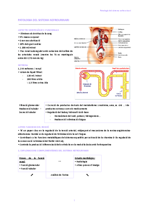 Miniatura del documento 1.-Exploracions-complementaries-del-sistema-nefrourinari.pdf
