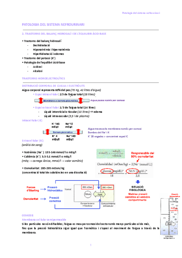 Miniatura del documento 2.-Trastorns-del-balanc-hidrosali-i-de-lequilibri-acid-base.pdf