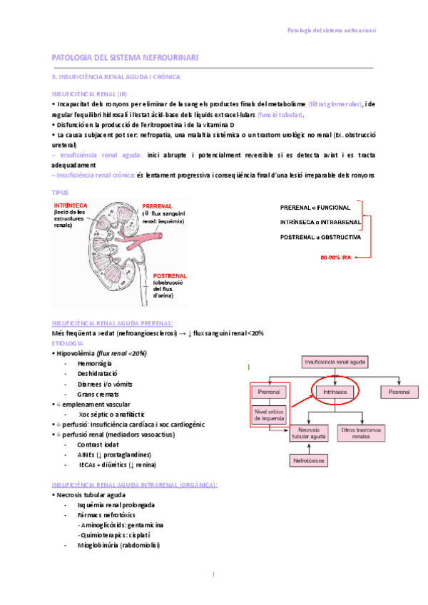 Miniatura del documento 3.-Insuficiencia-renal-aguda-i-cronica-i.-4.-Patologia-glomerular-i-sindrome-nefrotica.pdf