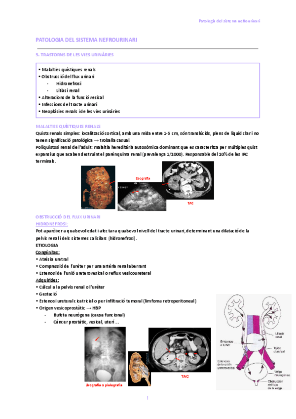 Miniatura del documento 5.-Trastorns-de-les-vies-urinaries.pdf